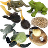 Gemini&Genius Life Cycle of Frog and Sea Turtle Toys, Insect Growth Diary Action Figures, Super Fun for Learning Gifts, Party Fa