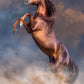 Clementoni Collection-Wild Red Stallion-500 Pieces-Puzzle  Vertical  Fun for mature-themeds  Made in Italy  Multicoloured  35521