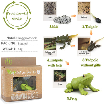 Mbrain5Pcs Frog Growth Cycle With Flash Cards,Life Cycle Learning & Education Toys,Montessori Toys,Gift For Girl & Boy For 3 4 5