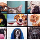 Buffalo Games - Pet'S Virtual Hangout - 300 Large Piece Jigsaw Puzzle