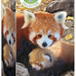 Eurographics Red Pandas 250-Piece Puzzle