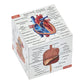 Human Anatomy Study Cube | Study 9 Parts of The Human Body | Perfect Anatomy Revision Guide | Addictive Anatomy Model Cube | Gre