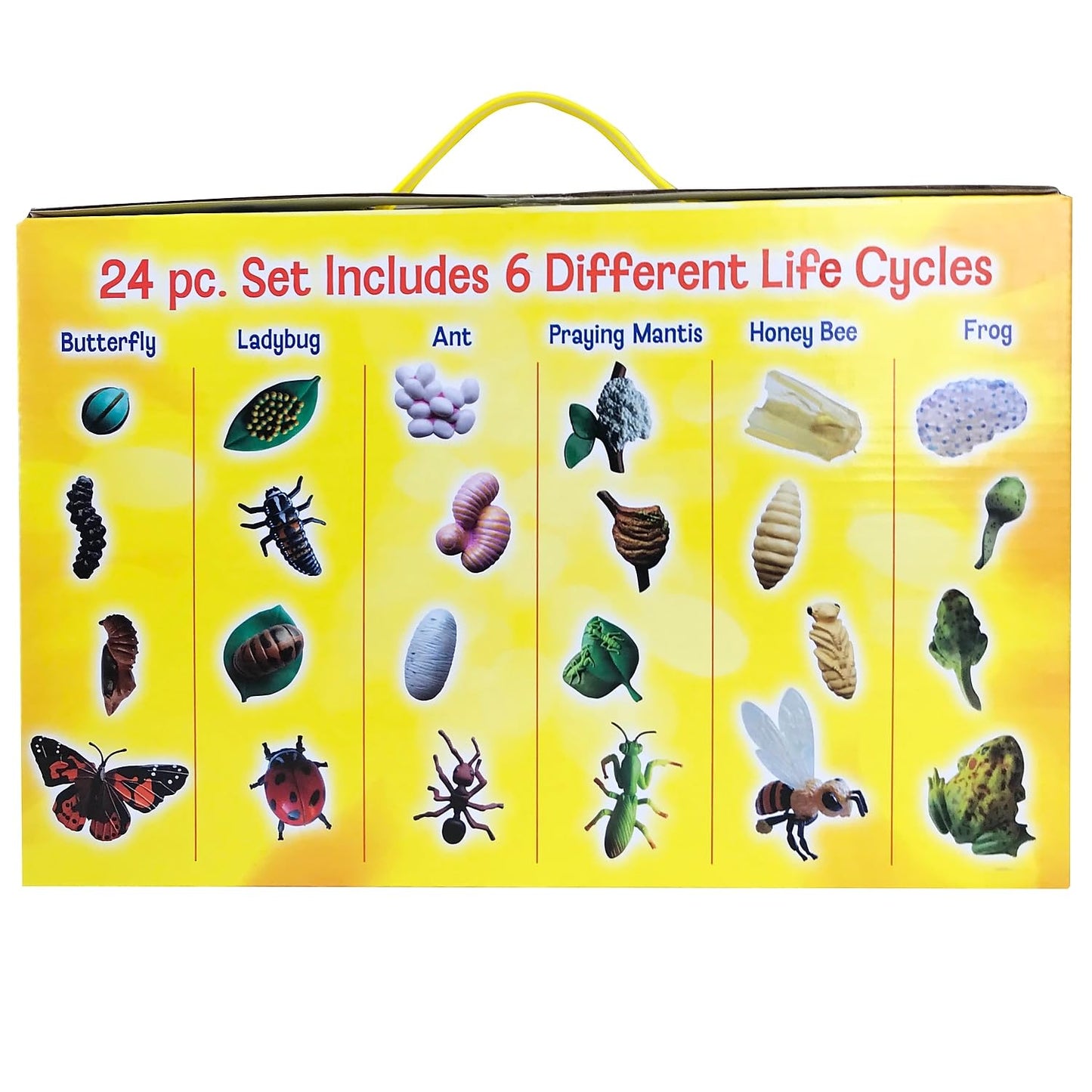 Insect Lore Life Cycle Figurines Set - 24 Pc, Includes Butterfly, Ladybug, Frog, Honey Bee, Ant, Praying Mantis, Plastic, Model 2205
