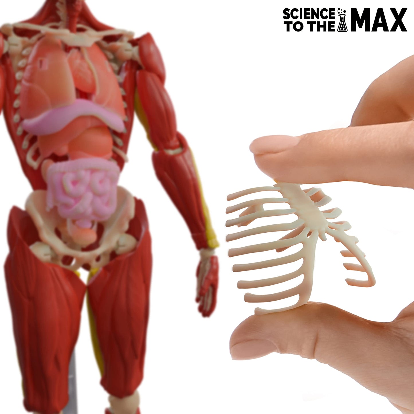 Be Amazing! Toys Interactive Human Body - 60 Piece Fully Poseable Anatomy Figure - 14    Tall Model - Anatomy Kit - Removable Mu