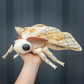 ZHONGXIN MADE Silk Moth Plush Toy - 11in Soft Cotton Stuffed Animal, Realistic White Moth with Big Wings, Unique Kids Plush Collection