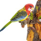 Az Trading & Import Bc514Ahk Chirping & Dancing Bird With Motion Sensor