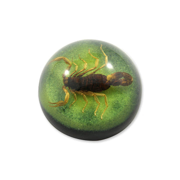 2.5 '' Golden Scorpion Dome Paperweight Green