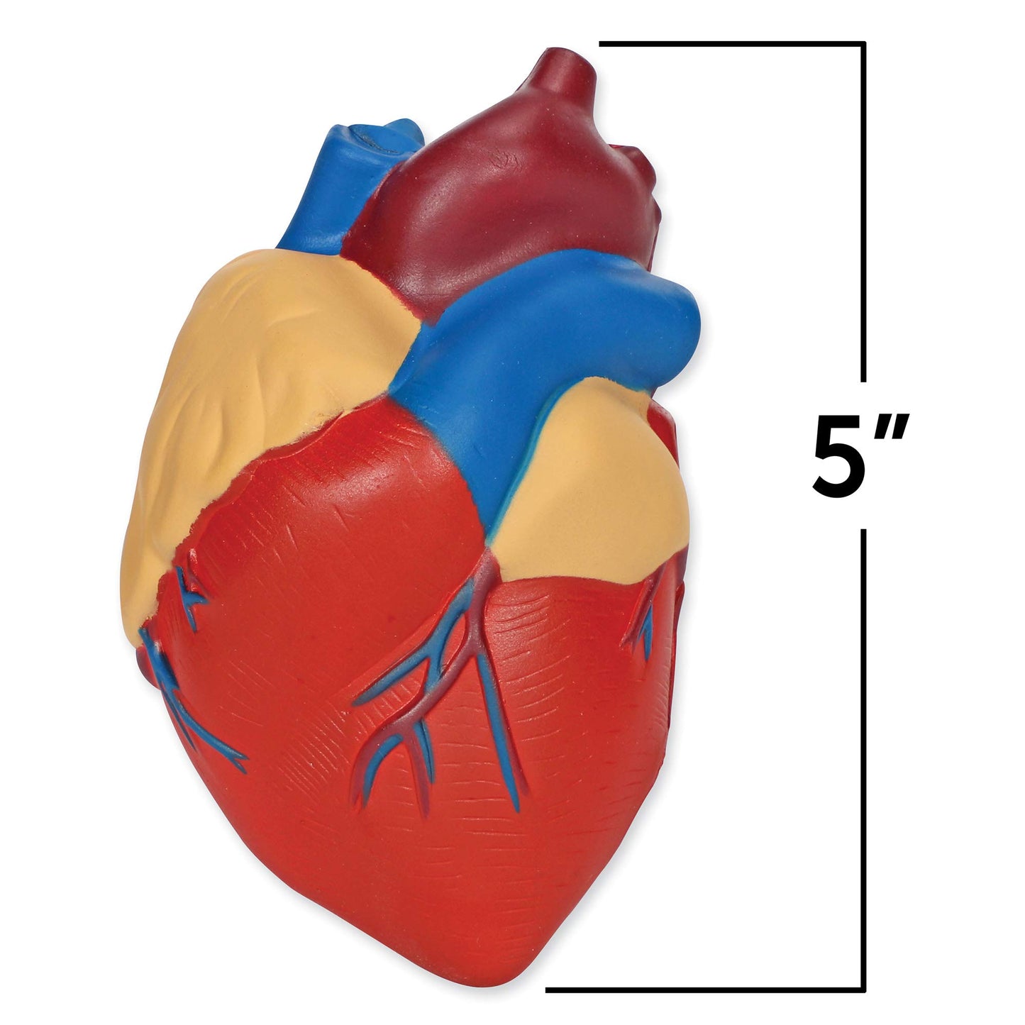 Learning Resources Cross-Section Human Heart Model, Large Foam Classroom Demonstration Model, 2-Pieces, Grades 2+