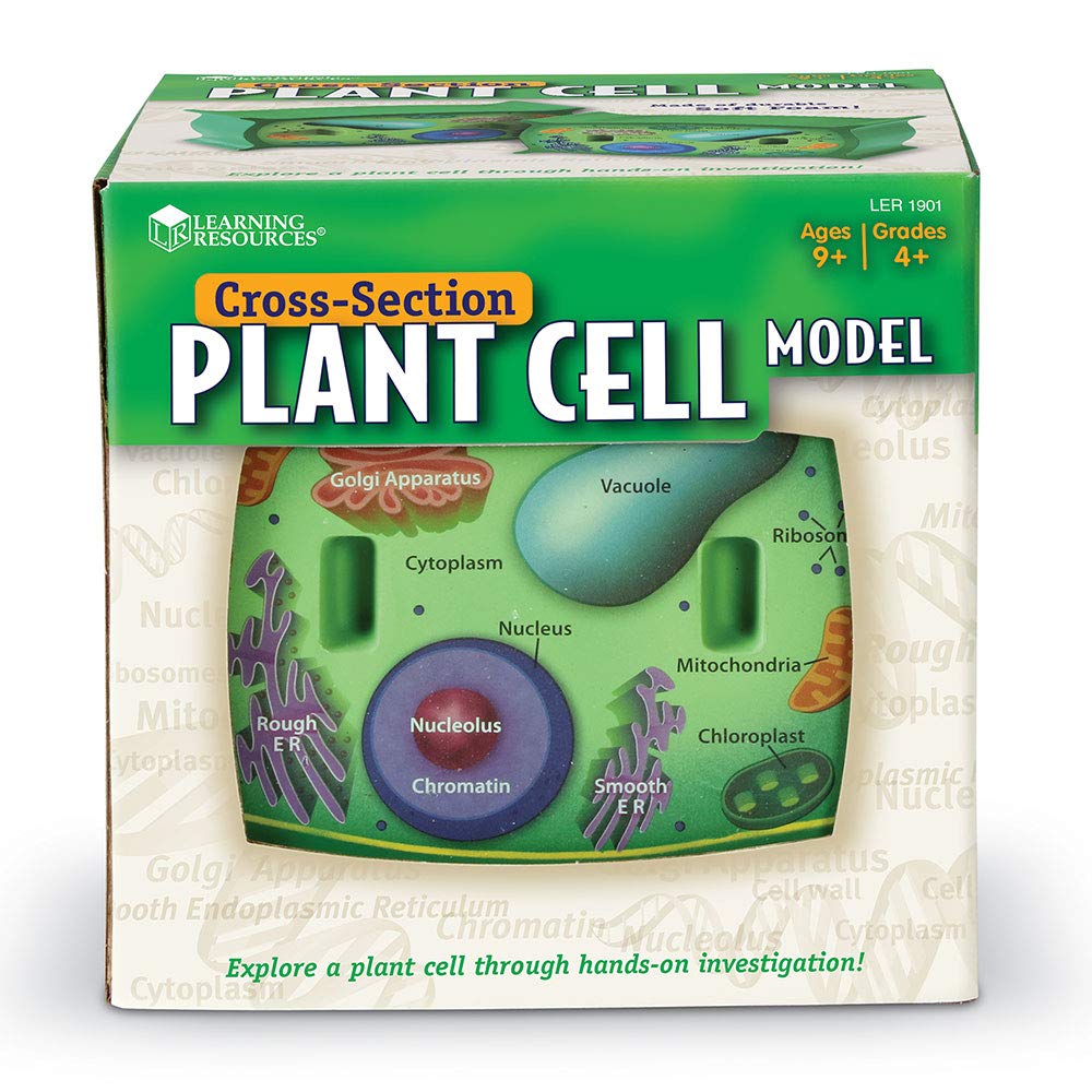 Learning Resources Cross-Section Plant Cell Model, Plant Anatomy, Science Classroom Accessories, 2 Foam Pieces, Ages 7+, Multi, 5 X 4 X 4.5 Inches (Ler1901)