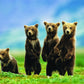 Bear Cubs Standing Puzzle, 300-Piece