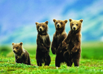 Bear Cubs Standing Puzzle, 300-Piece