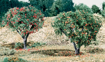 Woodland Scenics Fruit Apples And Oranges
