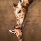 Giraffe Mother'S Kiss Puzzle, 500-Piece
