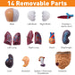 Hotrose Human Body Model For Kids, 15 Pcs Removable 11 Inch Human Torso Anatomy Model For For Teaching Study Class Students With