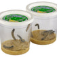Insect Lore Two Cups Of Live Caterpillars With Butterfly Life Cycle Figurines | Butterfly Habitat Or Kit Refill | Painted Lady Butterflies