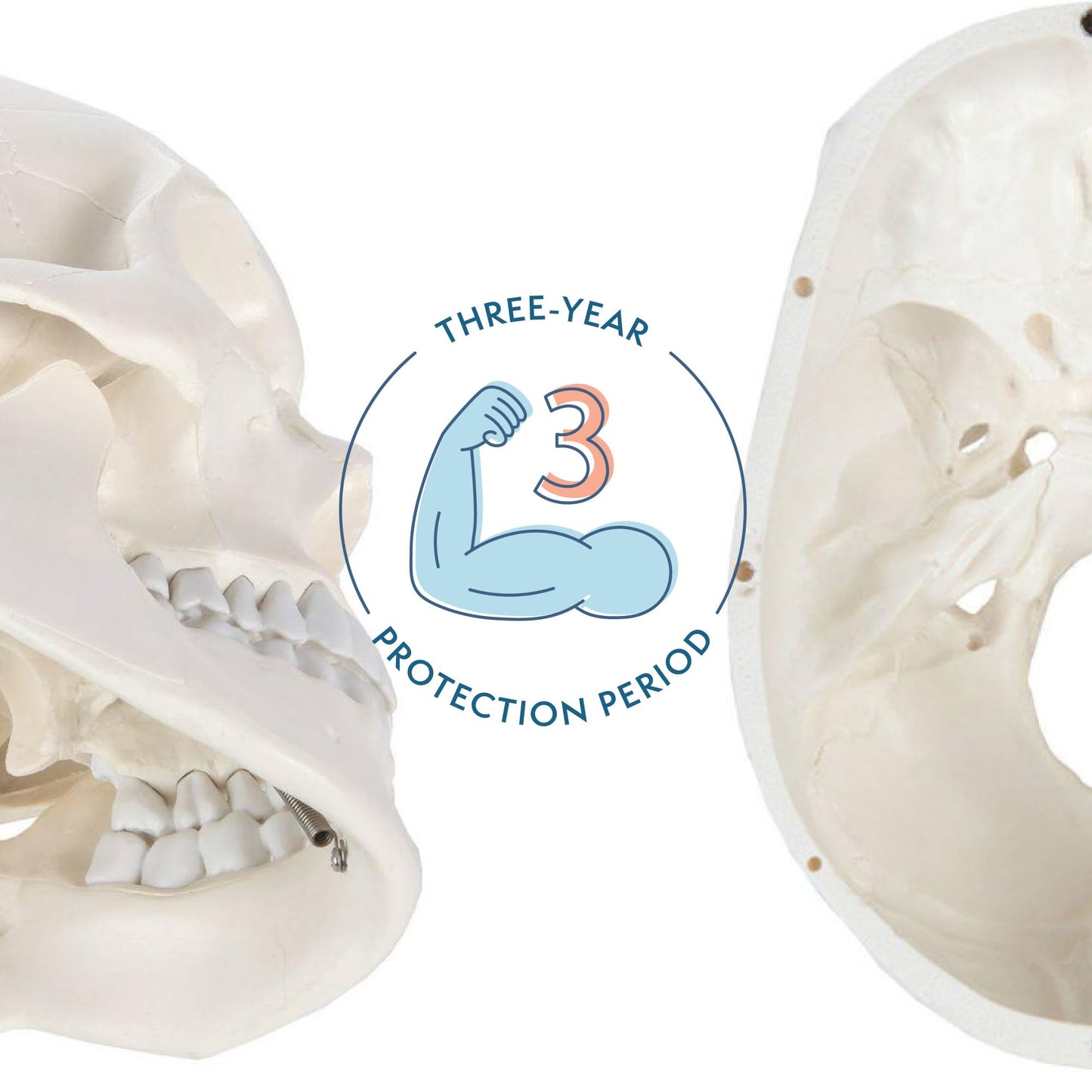 Axis Scientific Human Skull Model for Anatomy Life Size  3-Part Anatomy Skull Includes Skull Cap with External and Interior Structures  Includes Detailed Product Manual  Skull for Anatomy