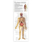 Wonders of Learning Tin Set - Discover The Human Body, Multi Color, Metal, Model RWPTS01