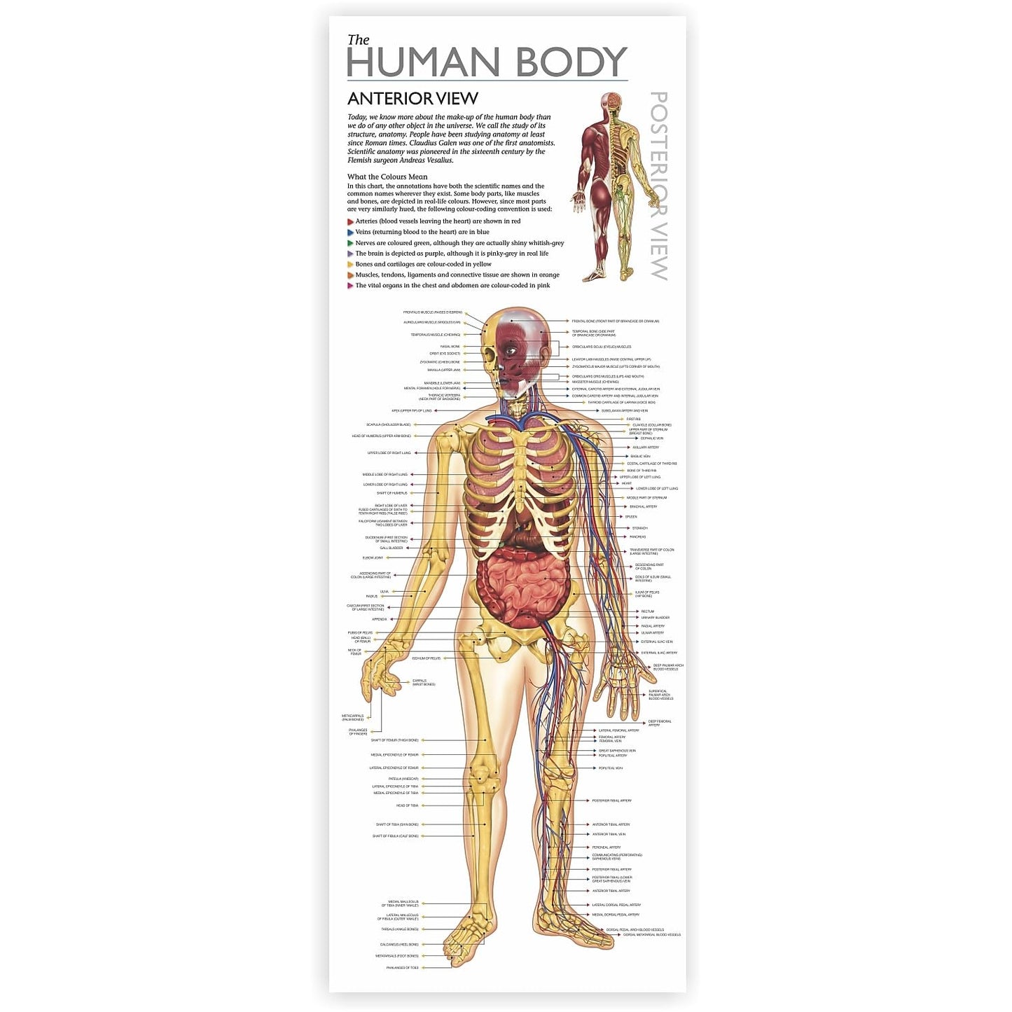 Wonders of Learning Tin Set - Discover The Human Body, Multi Color, Metal, Model RWPTS01