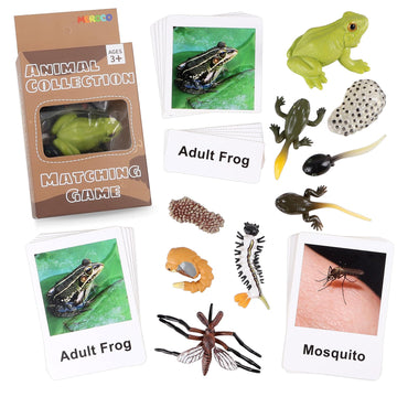 Meroco Live Tadpole To Frog Life Cycle Toys For Kids Mosquito Bug Toys For Kids 3-5 Animal Matching Game Life Cycle Figurines Fo