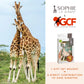 Sophie la girafe Giraffe Conservation Foundation Set - Handcrafted Natural Rubber Teething Toys, Small, Includes Mini Keychain, Model 516514