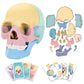 LUCKY GUESS 2025 Human Anatomy Skull Model - 17 Part Puzzle, Mini Medical Model, Colorful, Medium Size, Includes 10 Knowledge Flash Cards