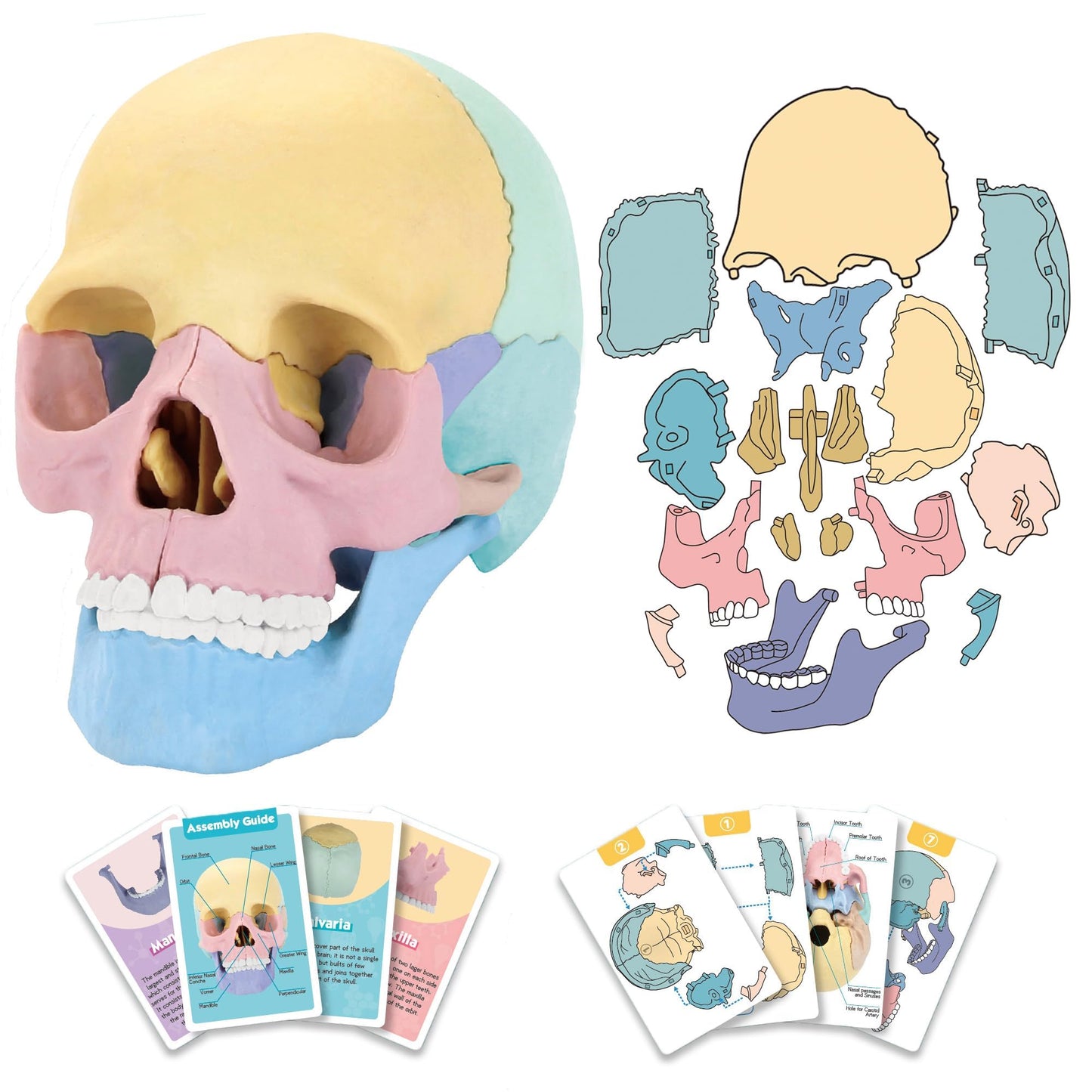 LUCKY GUESS 2025 Human Anatomy Skull Model - 17 Part Puzzle, Mini Medical Model, Colorful, Medium Size, Includes 10 Knowledge Flash Cards