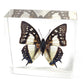 REALBUG Common Nawab Butterfly Paperweight(3x3x1)