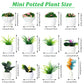 12Pcs Miniature Dollhouse Plants, Mini Potted Plant, Artificial Plastic Plants, Miniature Dollhouse Accessories, Mini Resin Plan