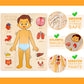 Wooden Body Puzzles For Kids, Toddler Montessori 14 Pieces Boy Anatomy Puzzle, Human Body Learning Toy With Internal Organs Earl