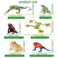Toymany Frog Toy Figures Set - 10pcs Realistic Plastic Rainforest Animals - Model QINGWA01-10P001 - Perfect for Cake Toppers and Decor