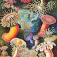 New York Puzzle Company 1000 Piece Jigsaw Puzzle - Vintage Images Sea Anemones by Ernst Haeckel - Cardboard