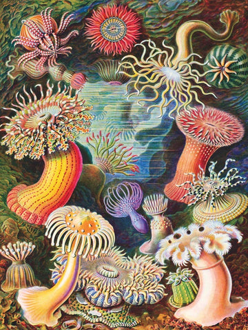 New York Puzzle Company 1000 Piece Jigsaw Puzzle - Vintage Images Sea Anemones by Ernst Haeckel - Cardboard