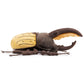 ZHONGXIN MADE Plush Insect Toy, 10" Great Halberd Beetle, Realistic Isopod Model, Soft Fabric, Unique Gift for Kids