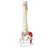 Cranstein A-311 Spine Model with Pelvis and Thigh Stockings Painted Colourful Anatomy Model as Learning Model or Teaching Aid