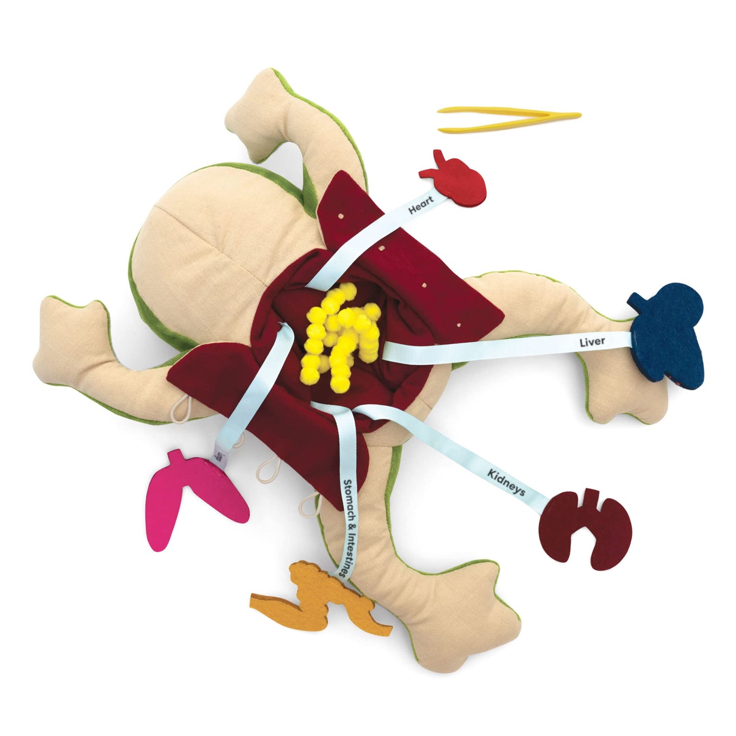 Kiwico Froggie Lab Dissection, Frog Plush Toy | Anatomy Learning Toy & Stuffed Animal For Fun And Educational Play | Science Toy