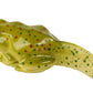 Insect Lore Frog Life Cycle Stages
