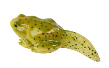 Insect Lore Frog Life Cycle Stages