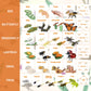 Montessori Life Cycle Animal Figurines Learning & Education Toys, Plastic Insect Snail Ladybug Bee Dragonfly Monarch Butterfly Tadpole To Frog Kit Toy, Preschool Learning Activities Science Toys