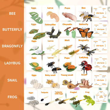 Montessori Life Cycle Animal Figurines Learning & Education Toys, Plastic Insect Snail Ladybug Bee Dragonfly Monarch Butterfly Tadpole To Frog Kit Toy, Preschool Learning Activities Science Toys