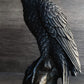 Ebros Gift Gothic Raven Figurine Crow Scavenger Bird Perching On Rock Sculpture 6' H Ossuary Macabre Harbinger Of Doom Ravens Crows Death Creature