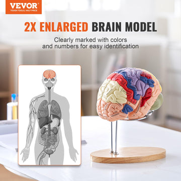 Vevor Human Brain Model Anatomy 4-Part Model Of Brain W/Labels & Display Base Color-Coded Life Size Human Brain Anatomical Model