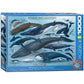 Eurographics Whales And Dolphins Puzzle (1000-Piece)