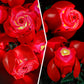 BRIKSMAX Led Lighting Kit for Lego-10328 Bouquet of Roses - Compatible with Lego Icons Building Set- Not Include Lego Set