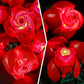BRIKSMAX Led Lighting Kit for Lego-10328 Bouquet of Roses - Compatible with Lego Icons Building Set- Not Include Lego Set