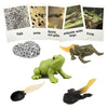Mbrain5Pcs Frog Growth Cycle With Flash Cards,Life Cycle Learning & Education Toys,Montessori Toys,Gift For Girl & Boy For 3 4 5