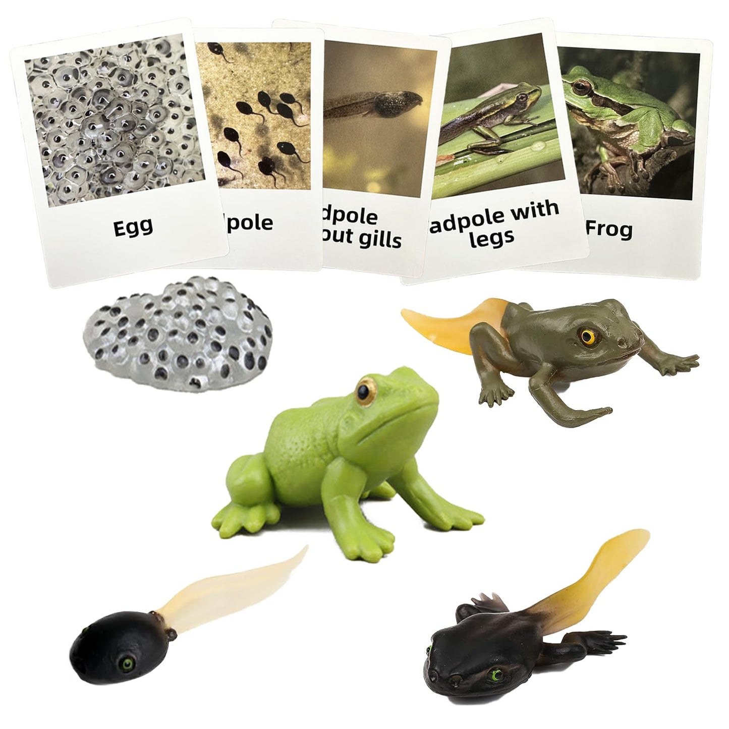 Mbrain5Pcs Frog Growth Cycle With Flash Cards,Life Cycle Learning & Education Toys,Montessori Toys,Gift For Girl & Boy For 3 4 5