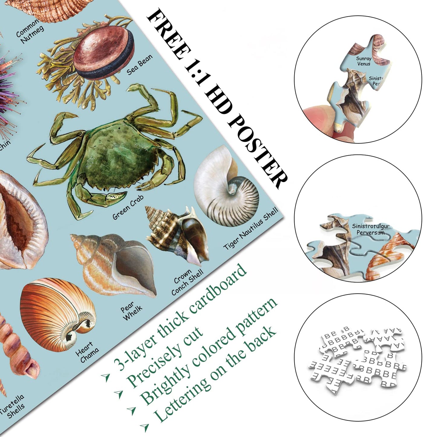 Sea Shells Puzzles For Adults 1000 Pieces, Beach Puzzle Featuring 41 Colorful Seashells, Ocean Scenes Jigsaw Puzzles Includes Se