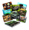 Prehistoric Teeth  Explore and Discover Activity Cards, Set of 16