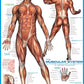 Eurographics Muscular System Puzzle (1000-Piece) (6000-2015)
