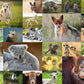 Ravensburger Children'S Puzzle - 13353 Cute Animal Babies - 200 Pieces Puzzle For Children From 8 Years